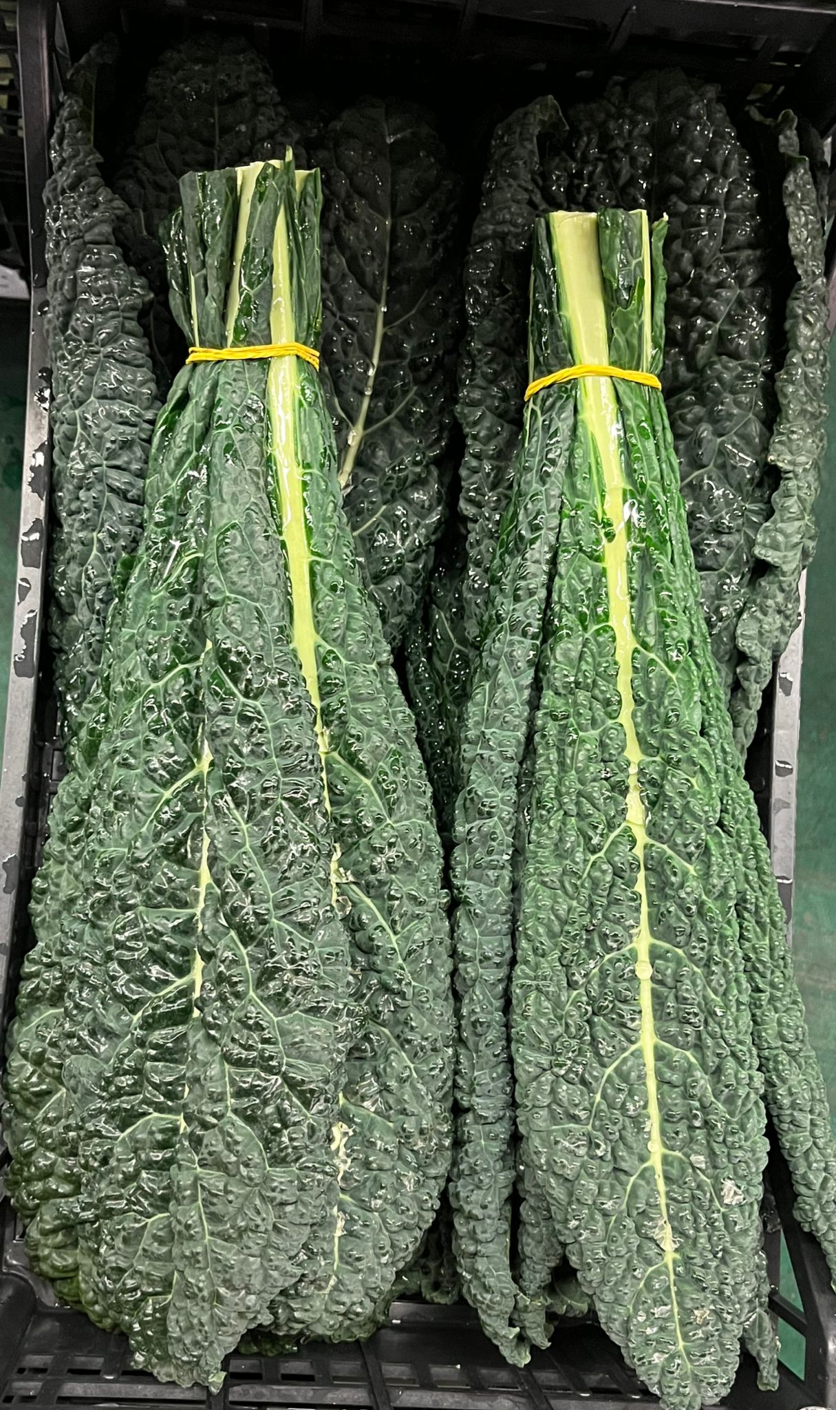 cavolo nero