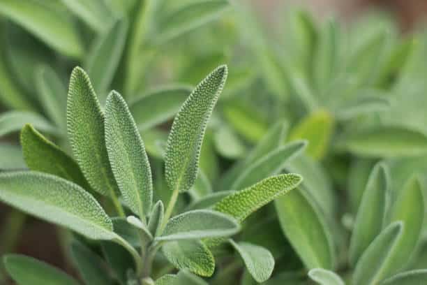 salvia