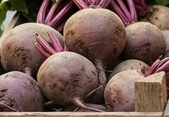 barbabietole rosse