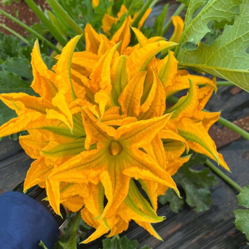 fiori di zucca