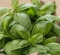 basilico