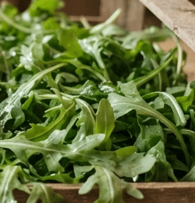 rucola