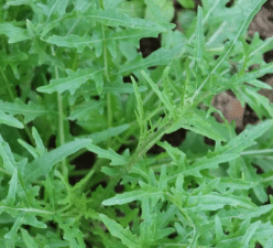 rucola