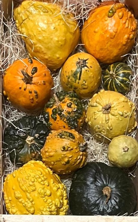 zucche ornamentali